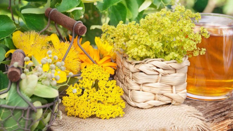 Medicinal tea plants