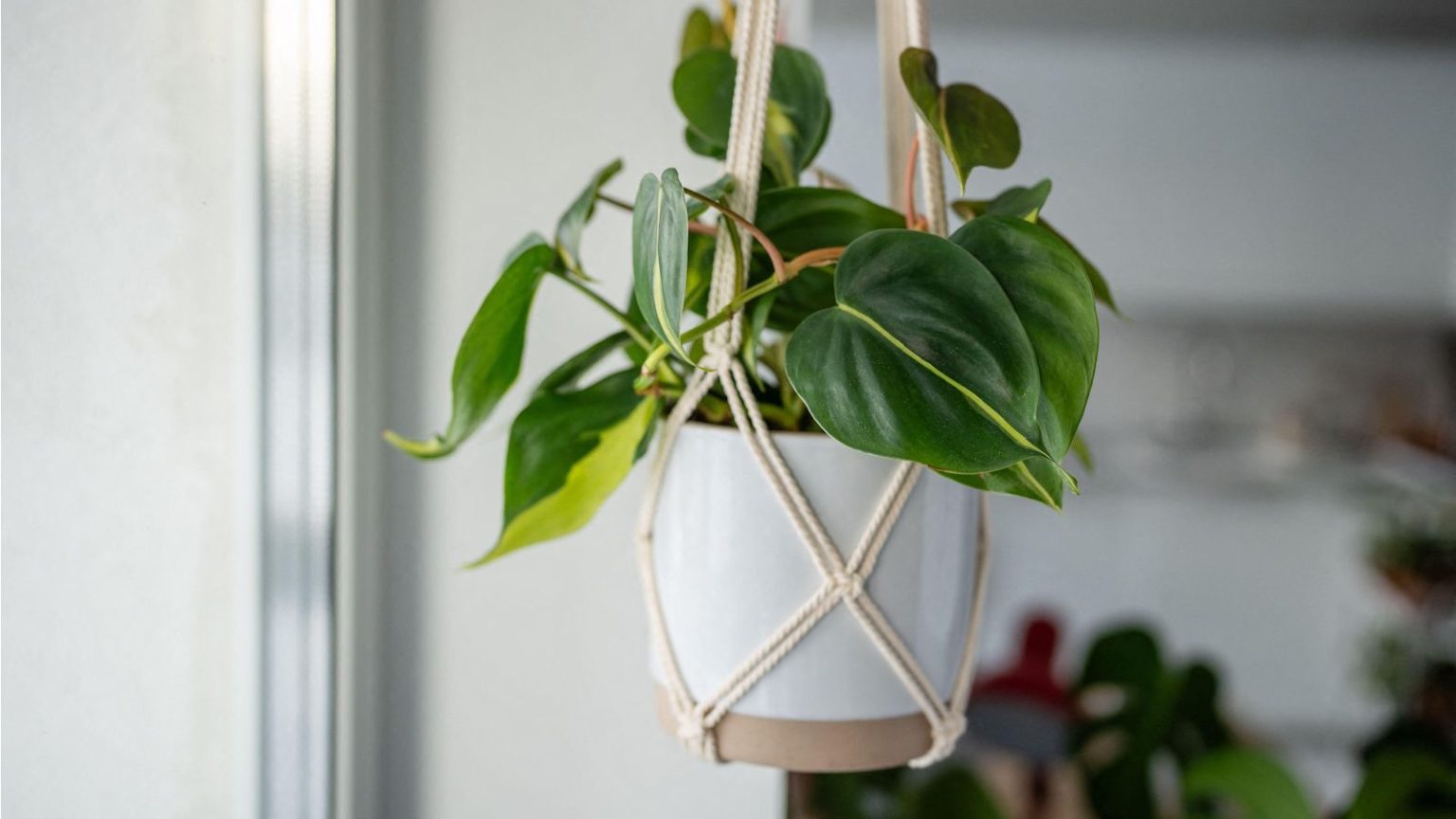 Où placer un philodendron Heartleaf pour soutenir l’amour-propre en 2026, selon les experts du Feng Shui Où placer un philodendron Heartleaf pour soutenir l'amour-propre en 2026, selon les experts du Feng Shui
