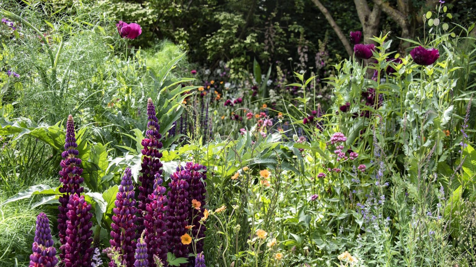 L’Almanach des vieux fermiers prévient que « les jeunes plantes pourraient avoir du mal » avec des conditions sèches ce printemps – Voici comment préparer votre jardin Rich dark purple lupins, orange geums and peonies in a lush, wild-look garden scheme