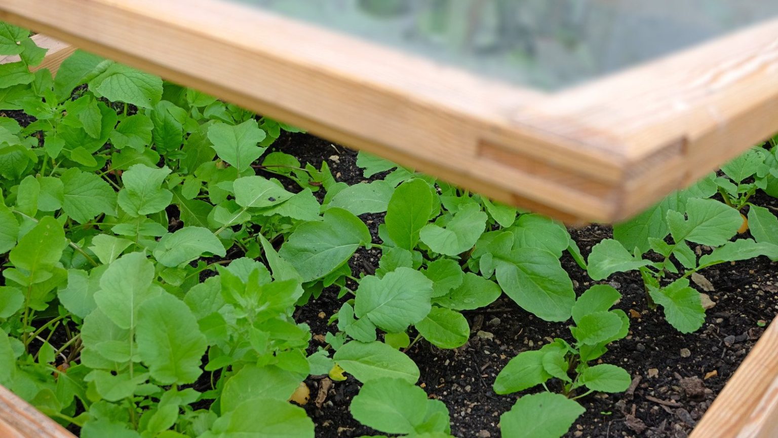 Plantez ces légumes en février sous un châssis froid ou une cloche pour profiter de certaines des premières récoltes locales cette saison Peeking at vegetable plants growing in a cold frame through a slightly raised lid