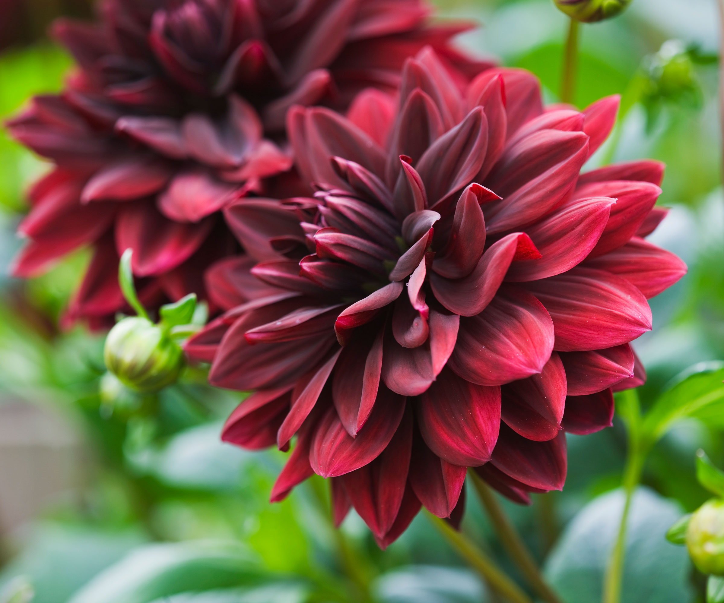 les fleurs rouges du Dahlia 'Sam Hopkins'
