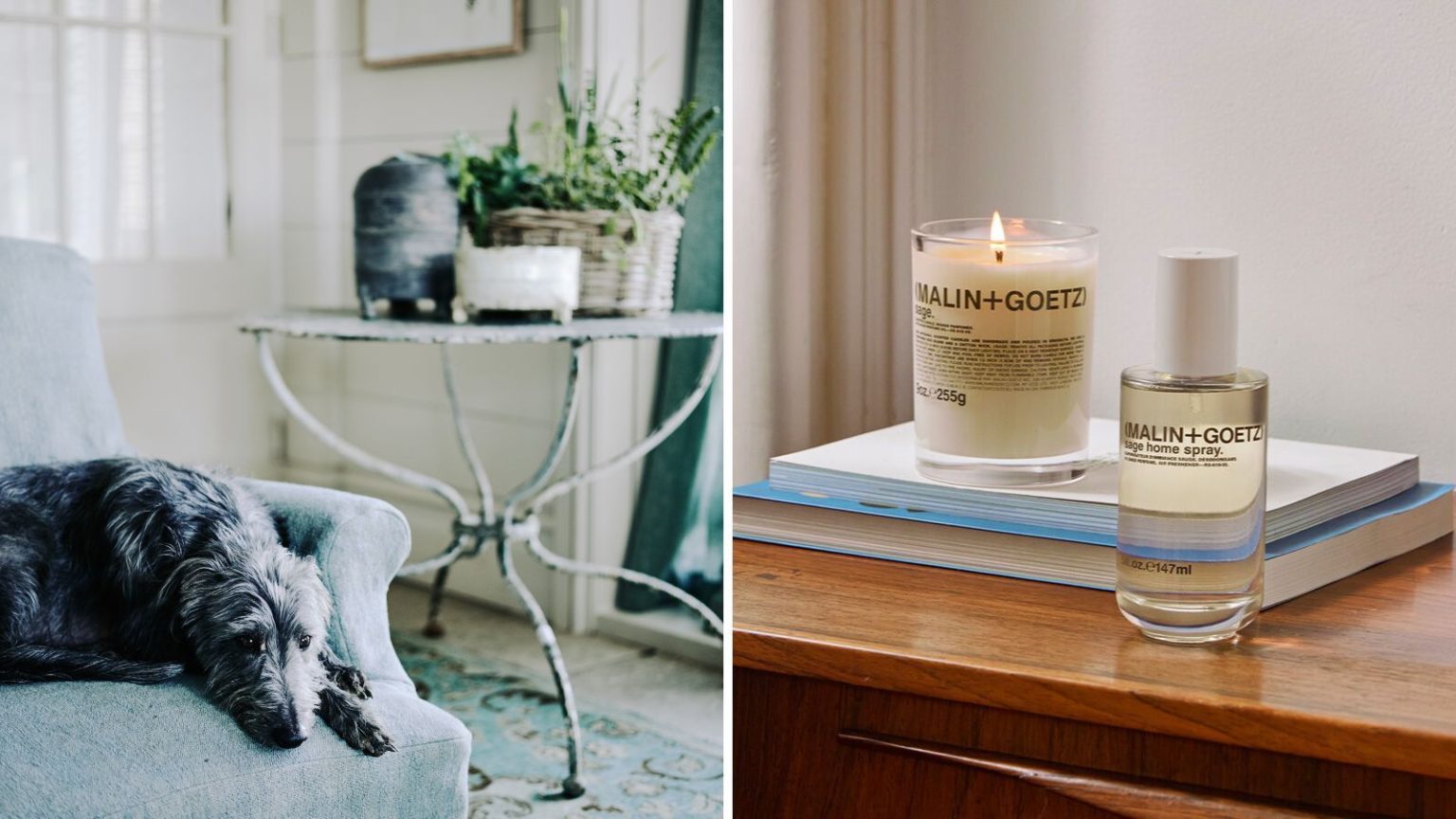 A split-screen header image of a gray long-haired greyhound on a blue upholstered chair with a distressed white table with a houseplant and white panelled walls, and a Malin+Goetz sage room spray and lit candle on a wooden surface and a stack of books, with a white wall behind