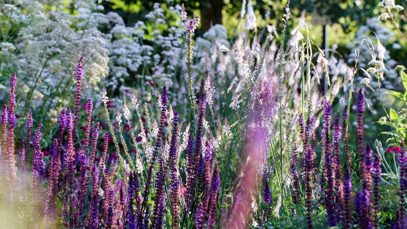 Comment utiliser la fécule de maïs dans le jardin