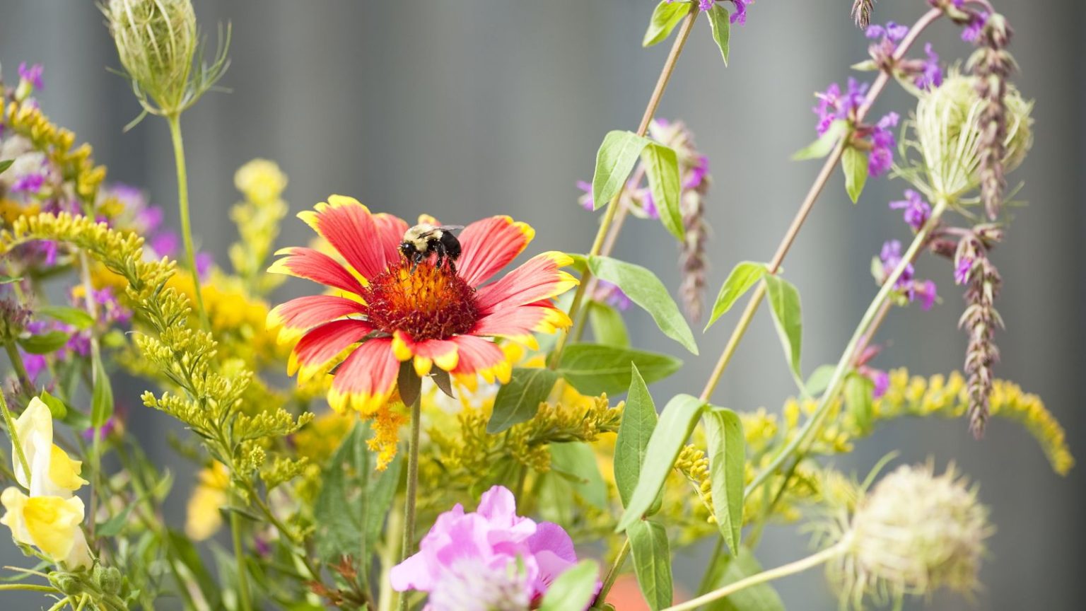 A bee feeding on a red blooming coneflower in a summer garden