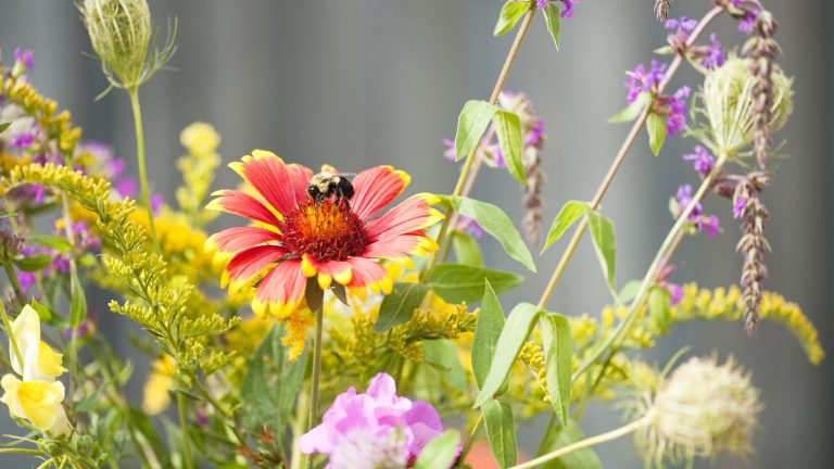 A bee feeding on a red blooming coneflower in a summer garden