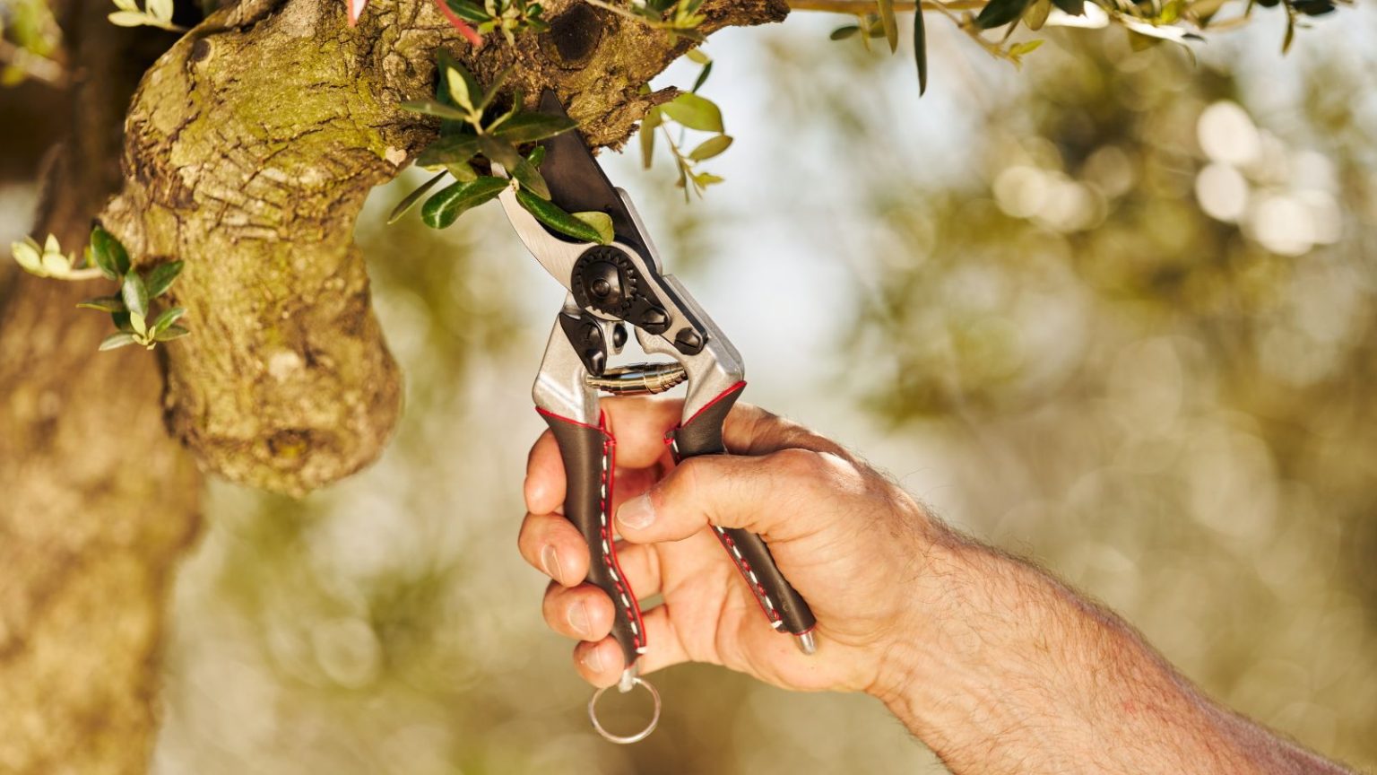 A gardener uses a pair of Felco 8 Elite pruning shears to trim a tree