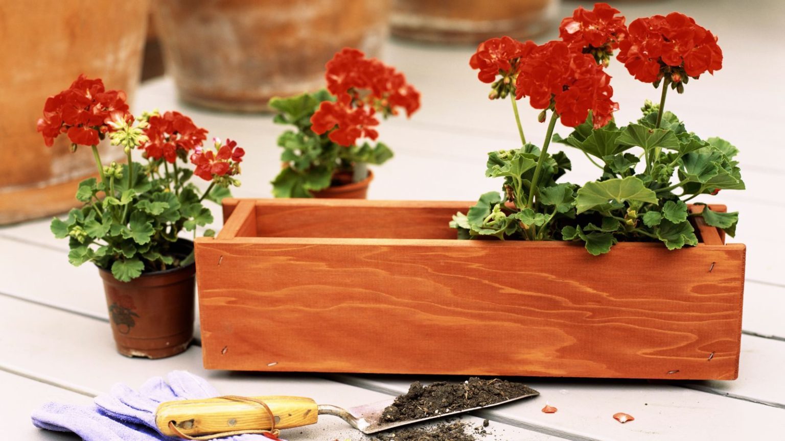 Wood flower box with red flowers inside