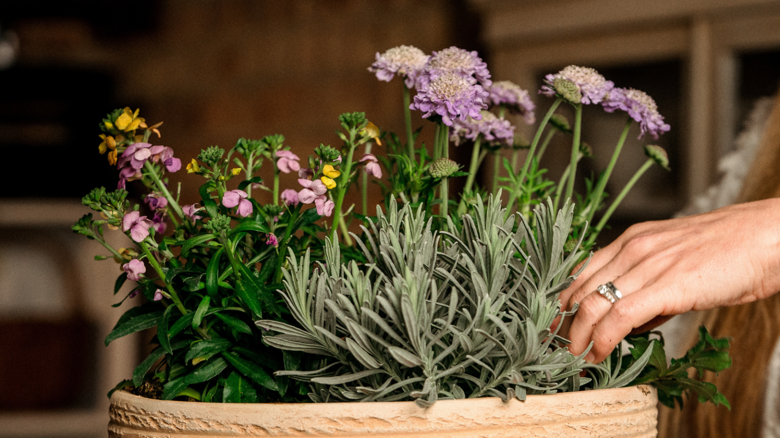 pot with lavender, scabious and wallflower