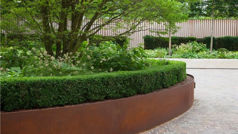 Boxwood in a formal garden
