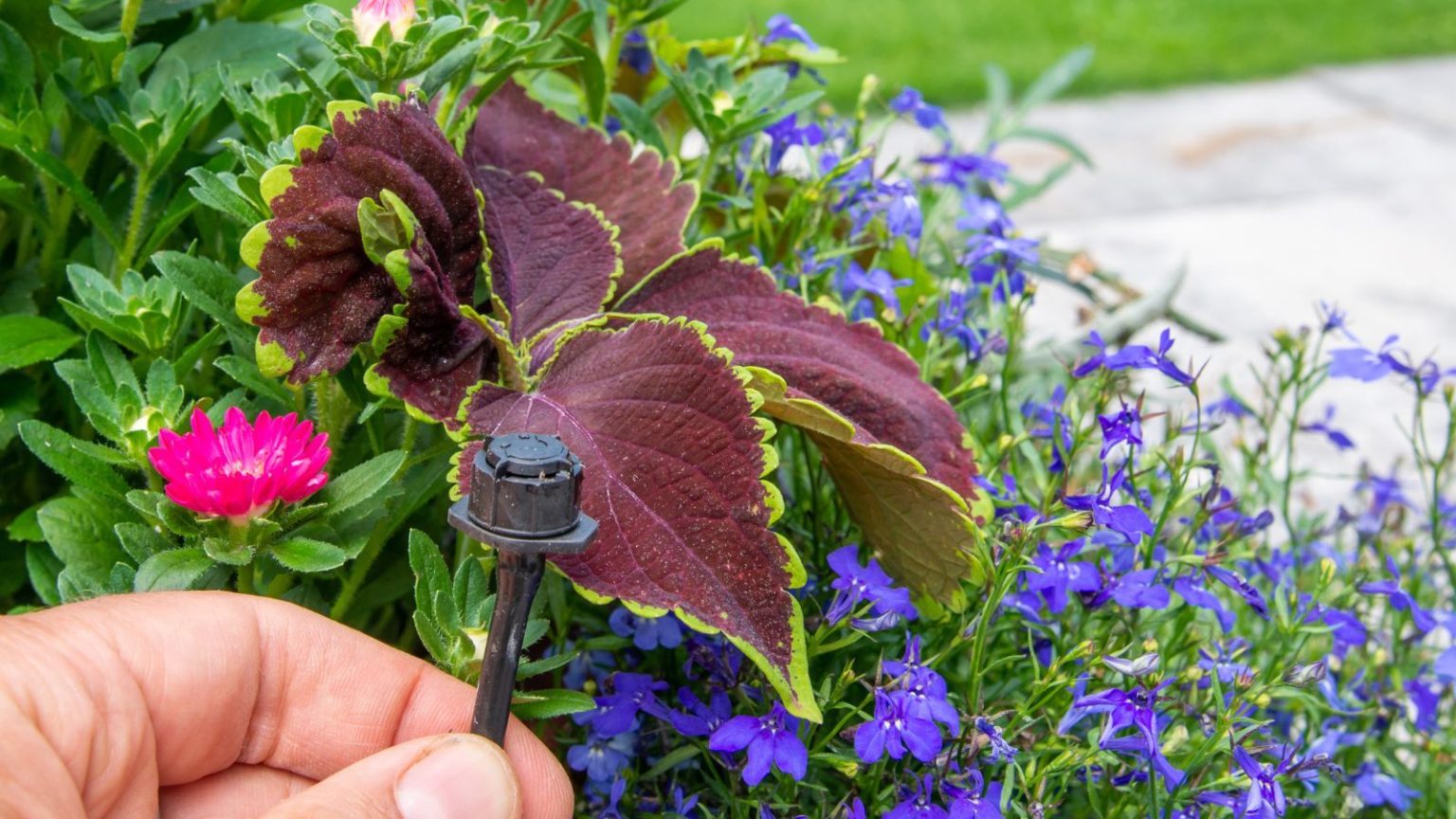 Irrigation dripper in colorful flower bed