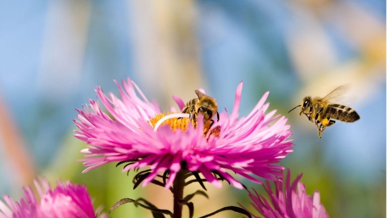 Bees on asters