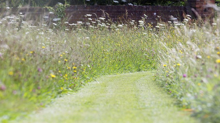 long lawn, meadow garden, mown path