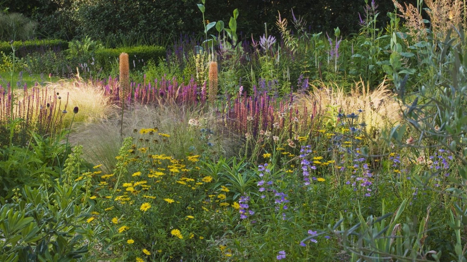 TENUISSIMA, EREMURUS CLEOPATRA, VERBASCUM 'COTSWOLD BEAUTY', DORONICUM ORIENTALE