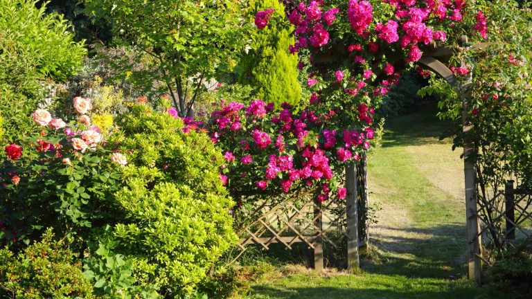 Garden with wood trellis and roses growing over an arch