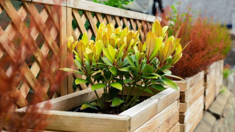 Wooden raised garden beds