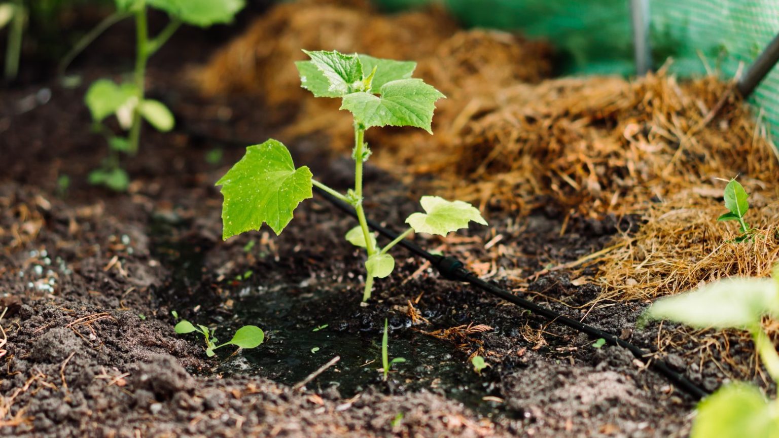 Young plants with irrigation system