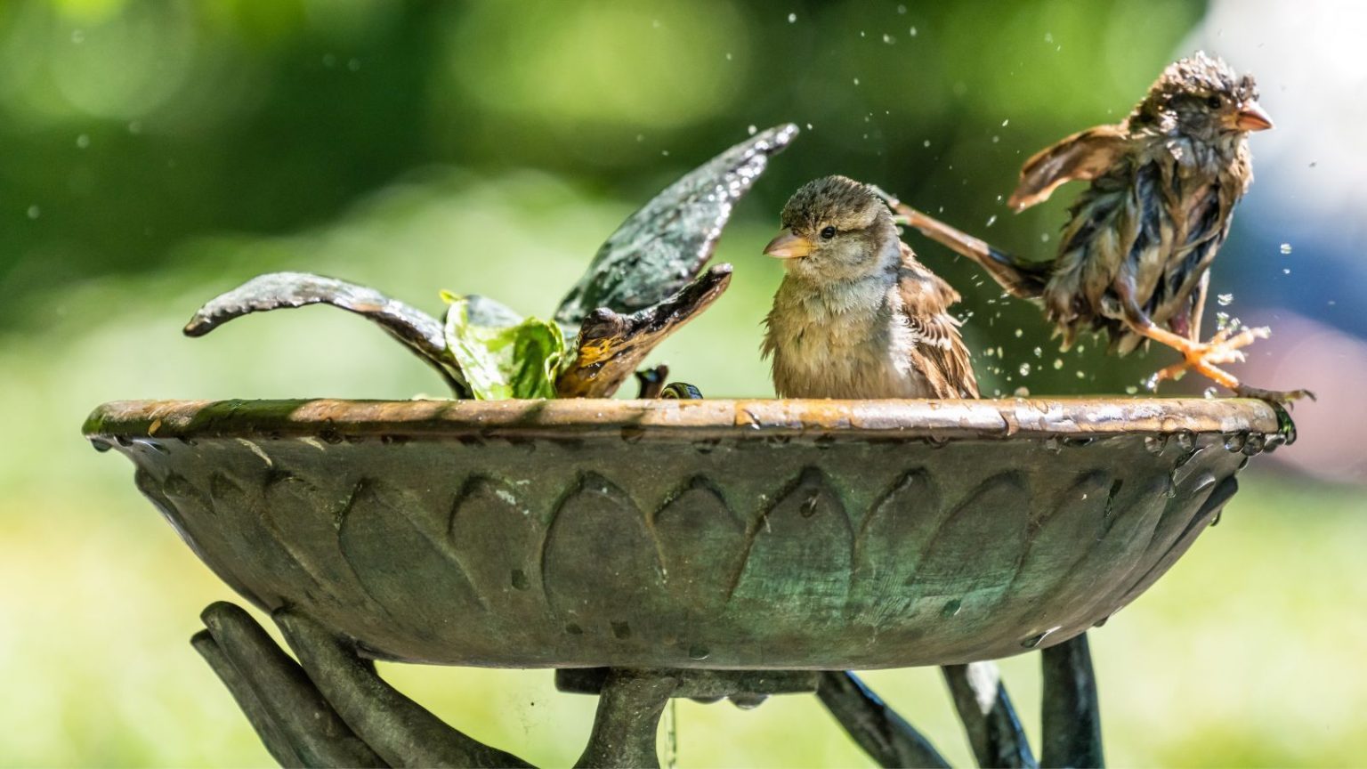 Ce bain d’oiseaux solaire à 50 $ est la mise à niveau facile du jardin qui attire les oiseaux le jour et crée une lueur magique la nuit Birds bathing in a stone bird bath