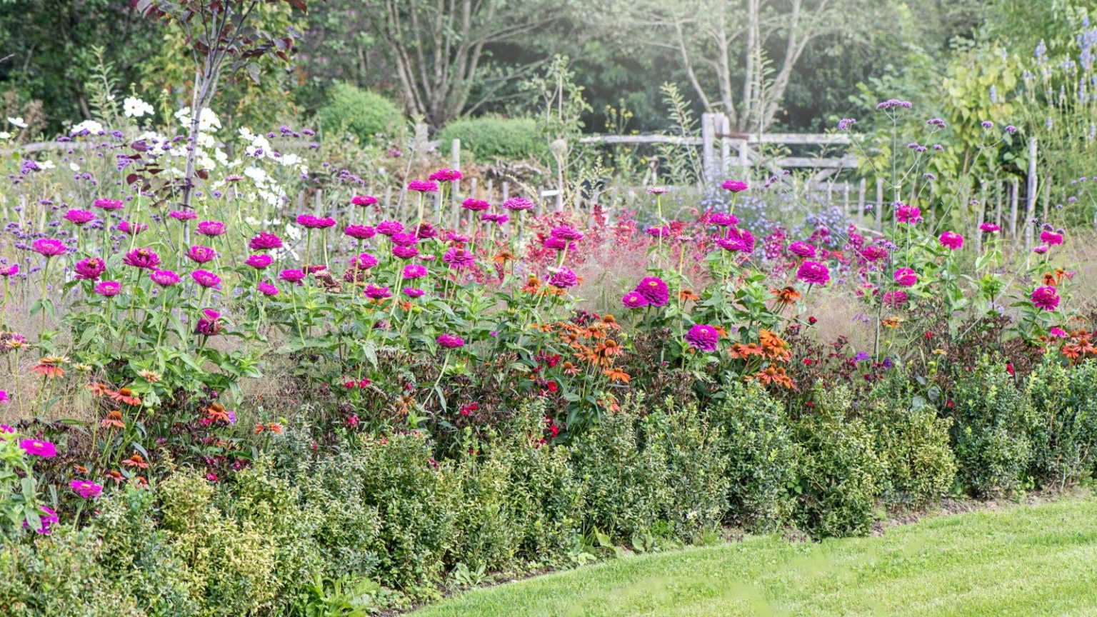 Comment les paysagistes créent un jardin qui semble plein d’ici juin – dès maintenant A flower border in summer with black-eyed Susan, zinnia, and verbena