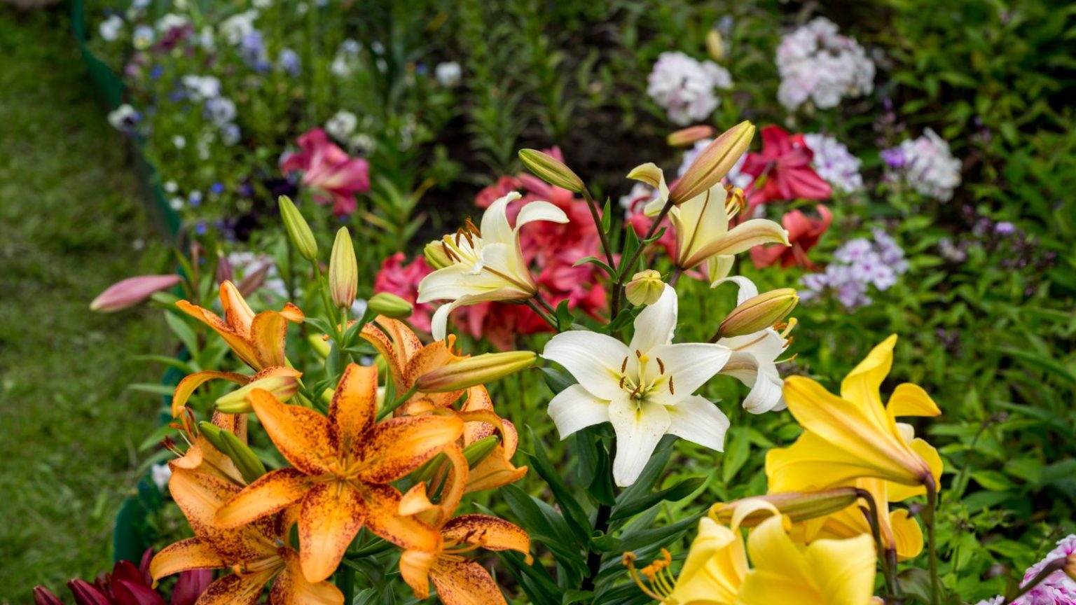 Les coléoptères du lys font leur apparition ce mois-ci – et cette astuce naturelle surprenante peut aider à arrêter une infestation plus tôt Lilies in bloom in a garden, with white, yellow and orange flowers