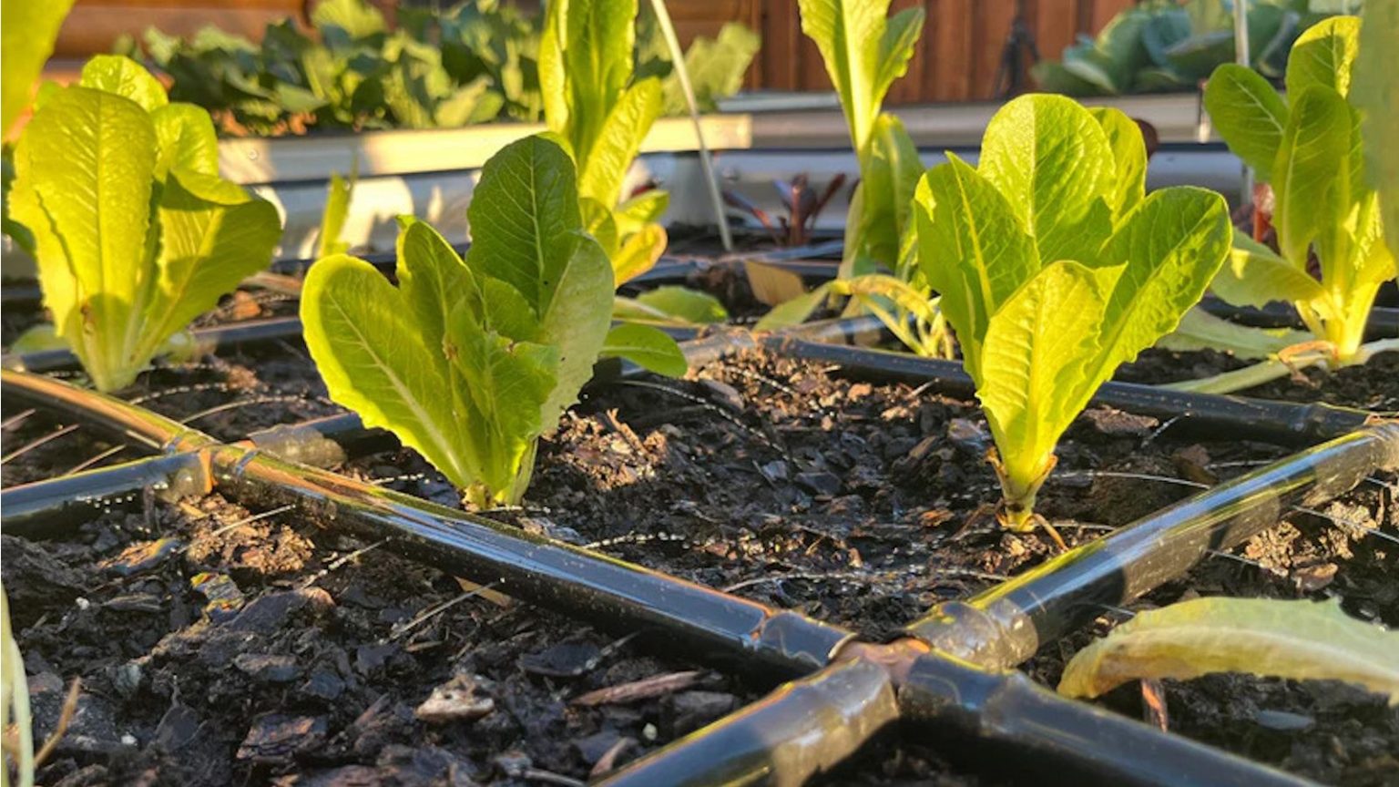 Cette grille d’irrigation modulaire est une bouée de sauvetage pour les jardins en cas de canicule – vous n’aurez plus jamais à ramasser un tuyau Garden in Minutes Garden Grid