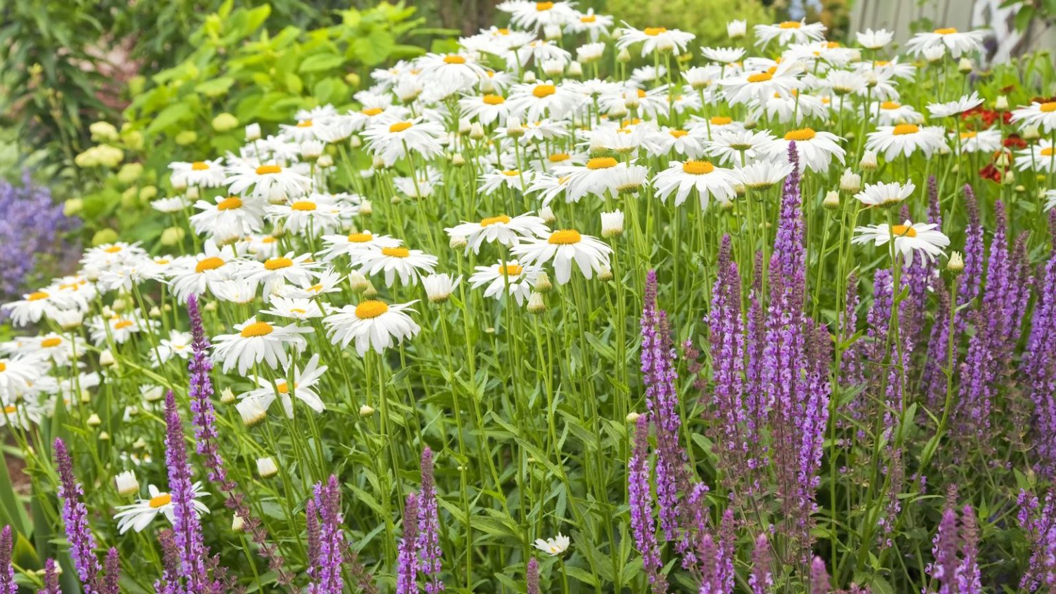 N’ignorez pas vos marguerites Shasta en mai – Ces 4 tâches simples mènent à des fleurs plus grandes et meilleures Shasta daisies and perennial salvia in a summer garden