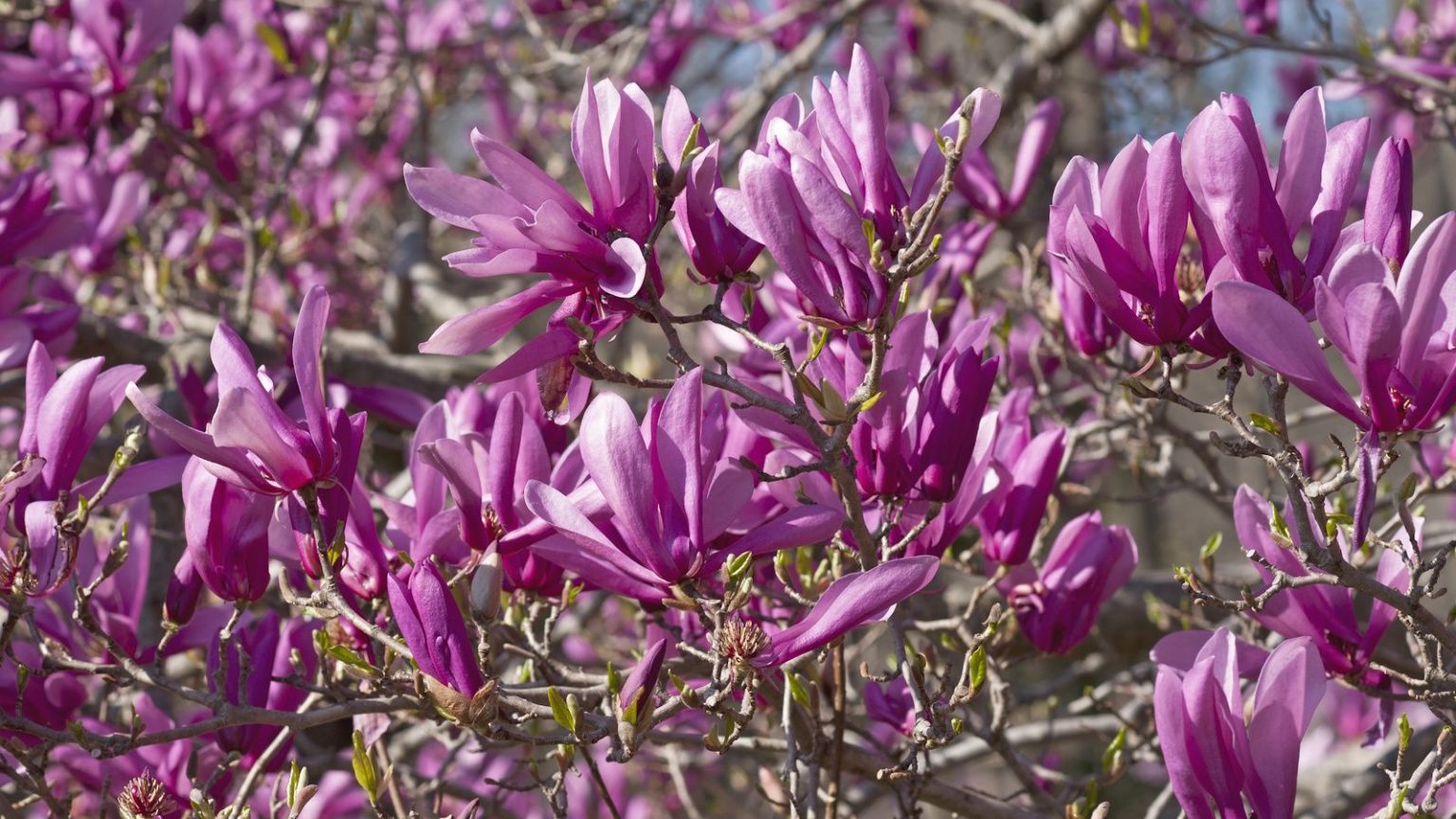 Que faire avec les magnolias en mai – et comment garder les vôtres en bonne santé tout au long de l’été Magnolia tree 'Ann' with pink blooms in a sunny spring garden