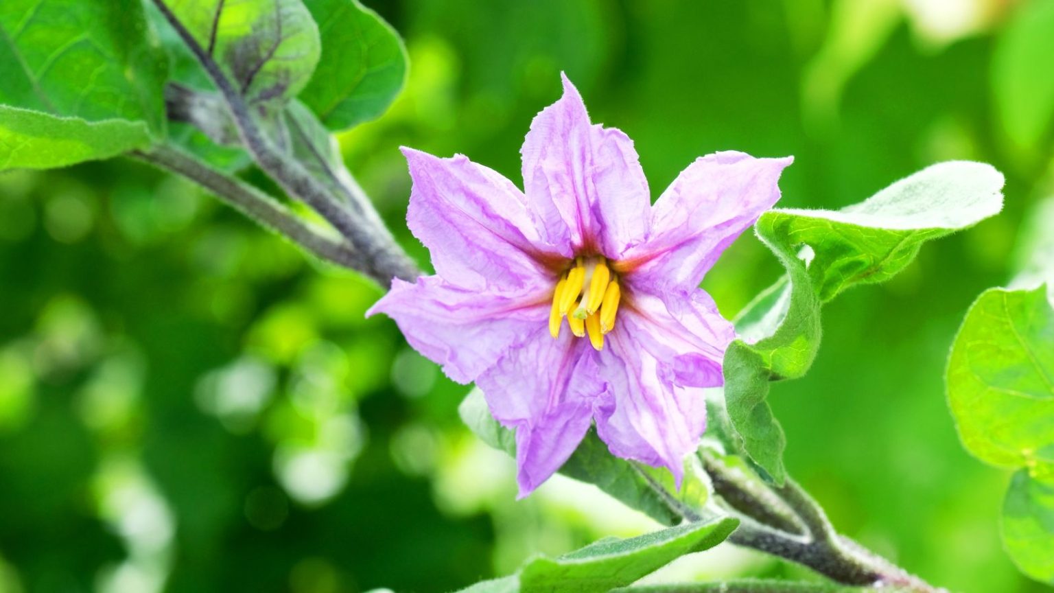 C’est votre signe pour fertiliser les légumes affamés – Quand commencer un régime régulier pour les meilleures récoltes A close-up of a single light-purple eggplant flower on a plant in a glasshouse