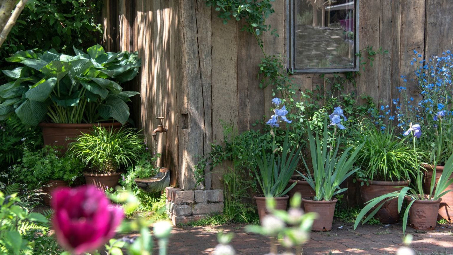 Comment arroser les plantes en pot en juin sans avoir besoin d’arroser tous les jours – et les faire prospérer Chelsea garden with pots and a wooden outhouse