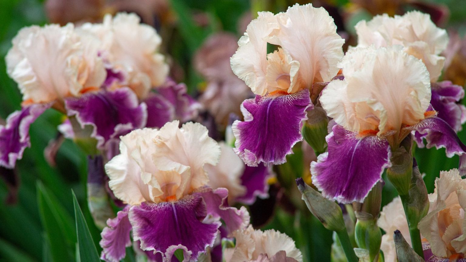 Ce dont vos iris ont besoin en mai pour une croissance saine et des fleurs spectaculairement colorées et durables bearded iris varieties growing in summer border