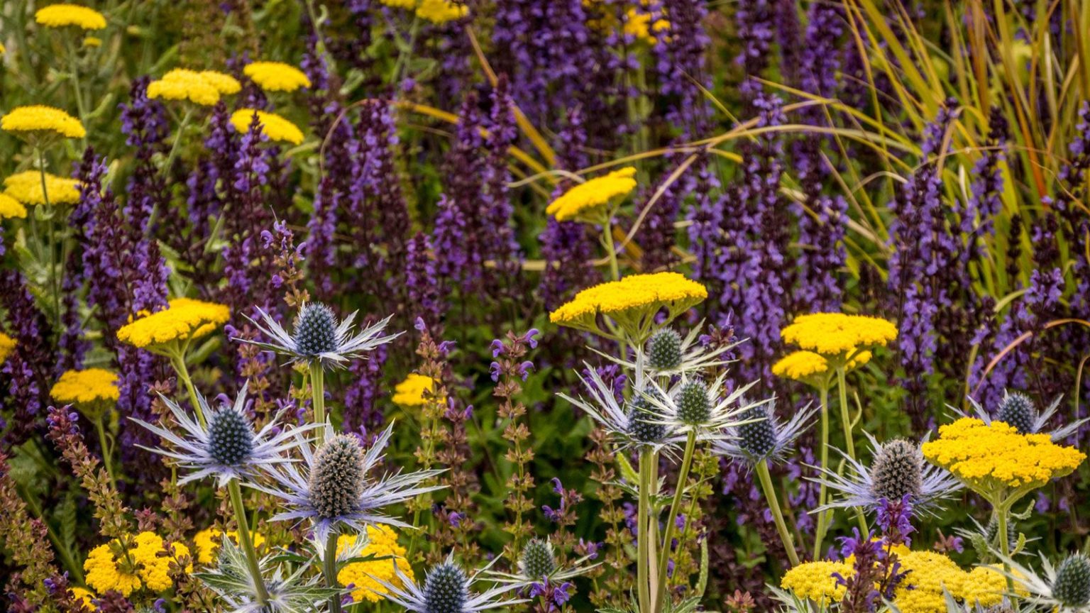 Cette formule simple à 3 plantes est le secret d’un jardin plus intentionnel et surélevé Salvia, Achillea and Eryngium flowers