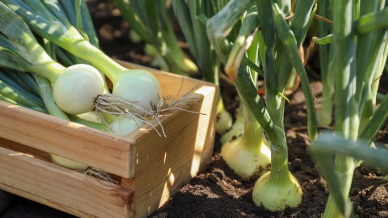 Onions growing in the soil alongside harvested onions in a wooden crate