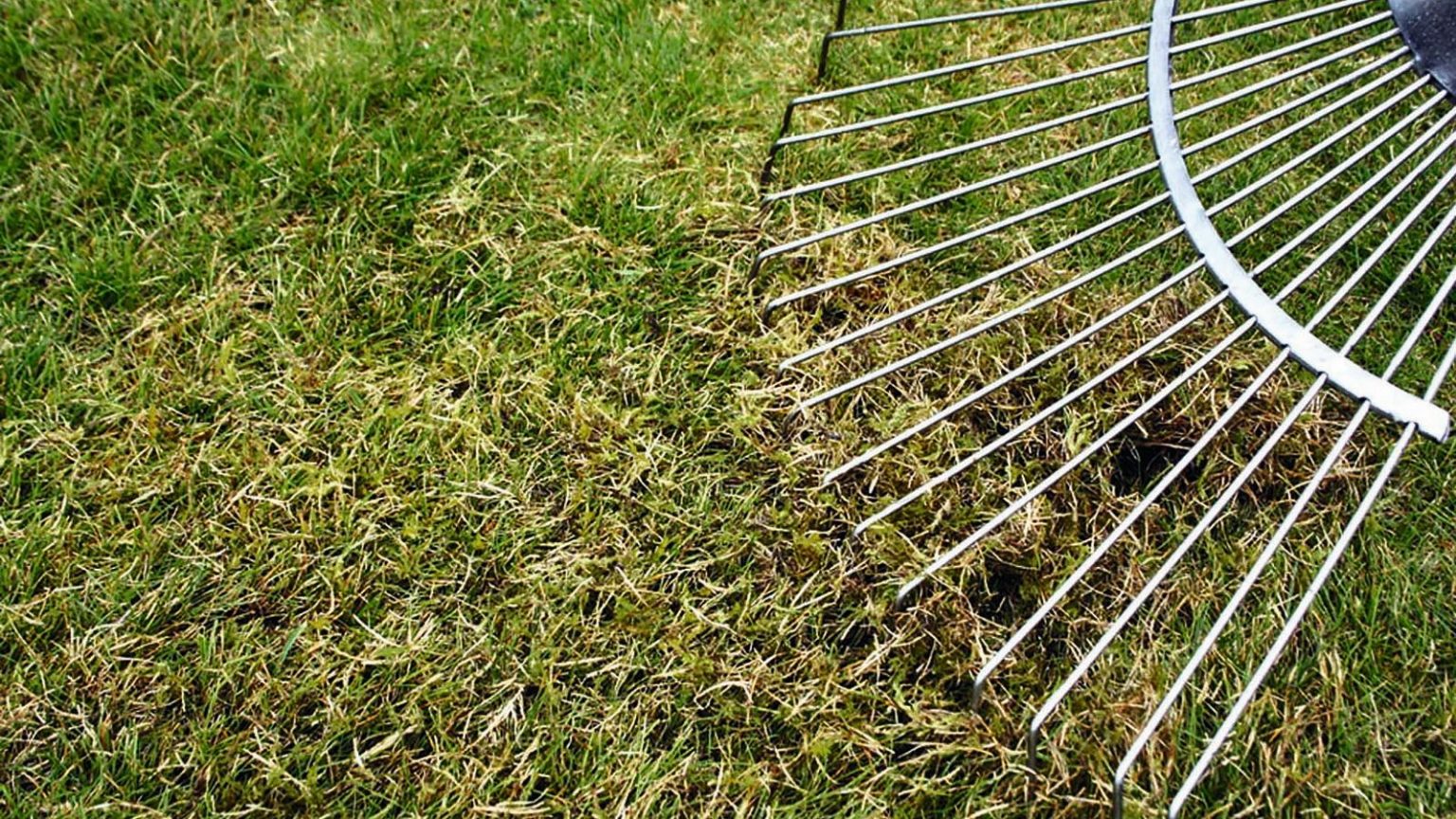 Pourquoi les experts en pelouse ne jurent que par cet outil simple pour une pelouse d’été plus épaisse et plus verte A spring-tine lawn rake is being used to remove thatch from the grass