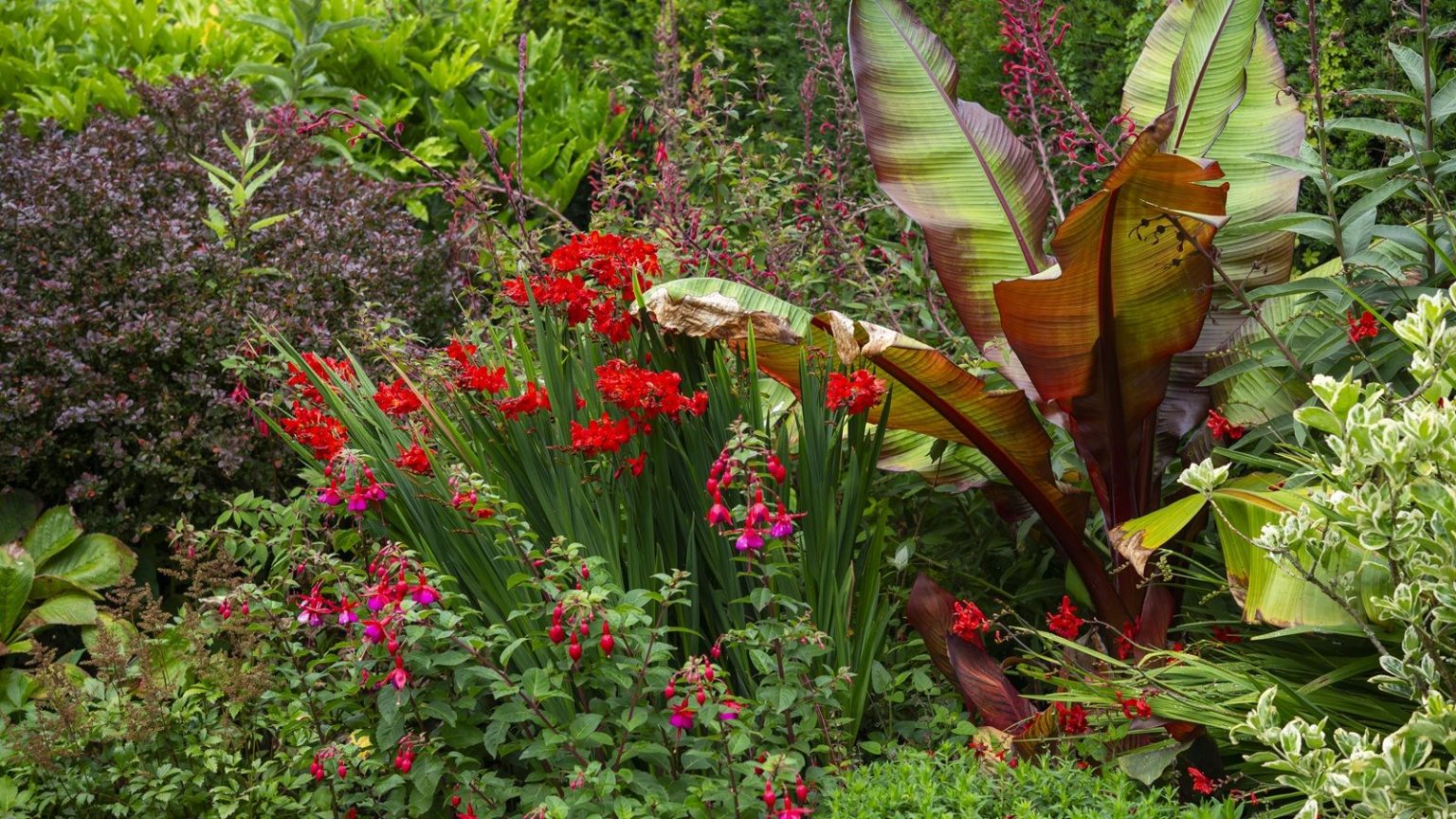 Les couleurs intenses ne sont pas réservées aux intérieurs : c’est la tendance extérieure qui transforme les cours cet été Red border, Large leaved Banana plant, red Crocosmia, Fuchsia, Lobelia Tupa and mixed shrubs.