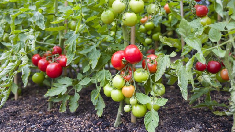 Indeterminate tomato plants laden with red and green fruits growing outdoors in a vegetable garden