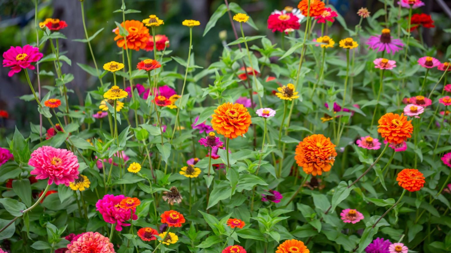 7 plantes à ne jamais cultiver à côté des zinnias – pour des fleurs spectaculairement vibrantes, durables et joyeuses Zinnia flowers blooming in orange, pink and yellow in a garden border