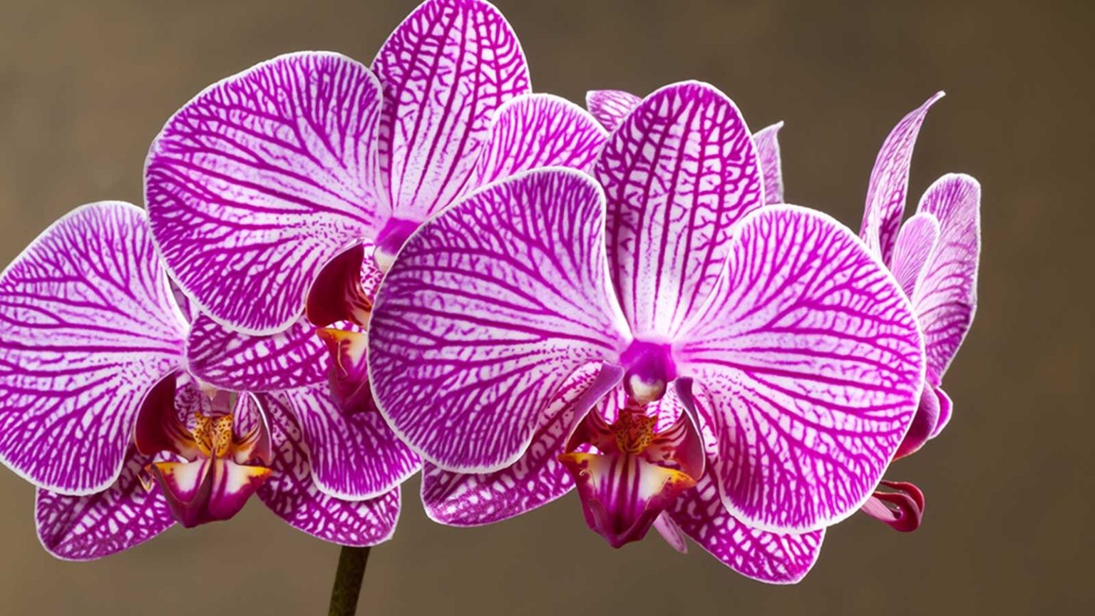 Ce dont votre orchidée a besoin en juin pour encourager des fleurs encore plus nombreuses et plus grandes cet été pink orchid on brown background