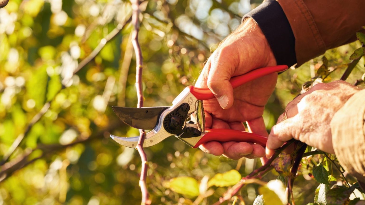 Les bons outils peuvent rendre la taille plus rapide, plus précise et sans effort – ce sont ceux que les experts ne jurent que par A gardener is using Felco F2 pruning shears to trim a tree