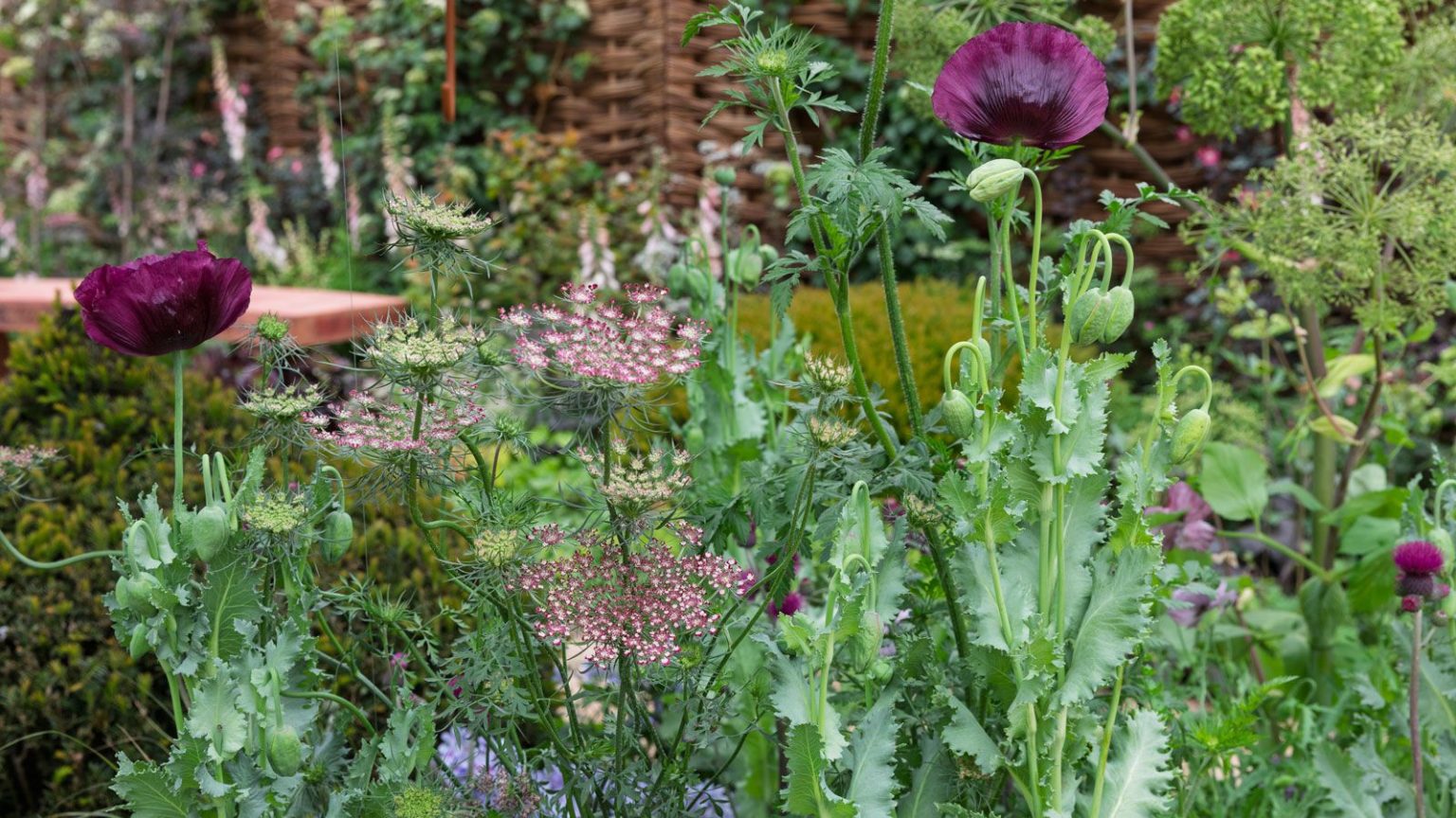 Qu’est-ce qui remplacera la plantation de fleurs sauvages en 2026 – et pourquoi les concepteurs s’éloignent des jardins du chaos flowerbed design with oriental poppies, achillea and angelica in pink and purple shades