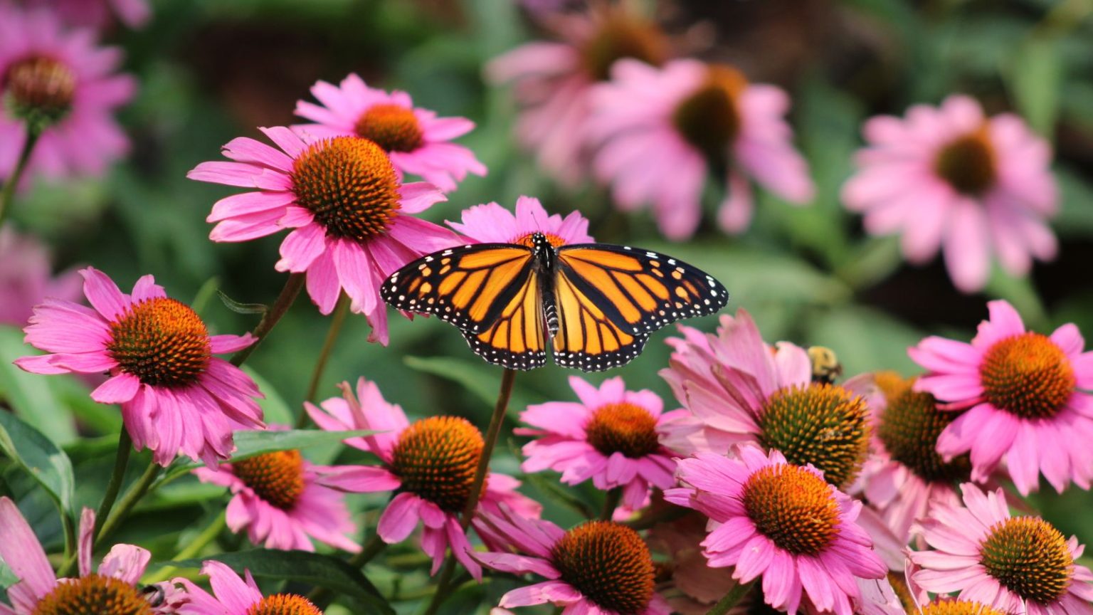 A golden-winged butterfly is visiting the pinkish-purple blooms of a purple coneflower plant