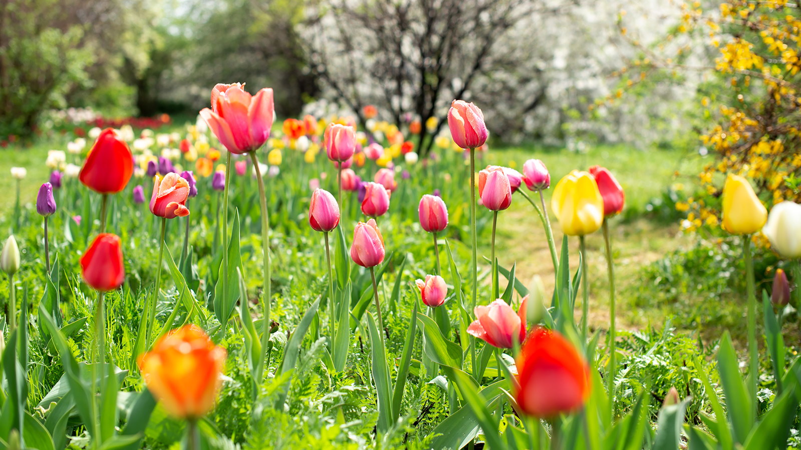 Tulipes rouges, roses et jaunes en fleurs dans un jardin printanier