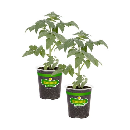 Bonnie Plants Tomate Big Boy 19,3 oz. Paquet de 2