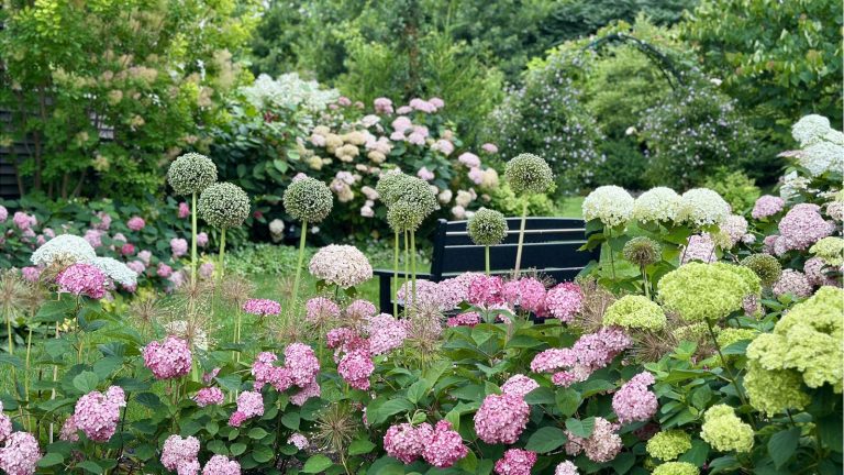 Grow For Me Gardening hydrangeas with a bench in the background