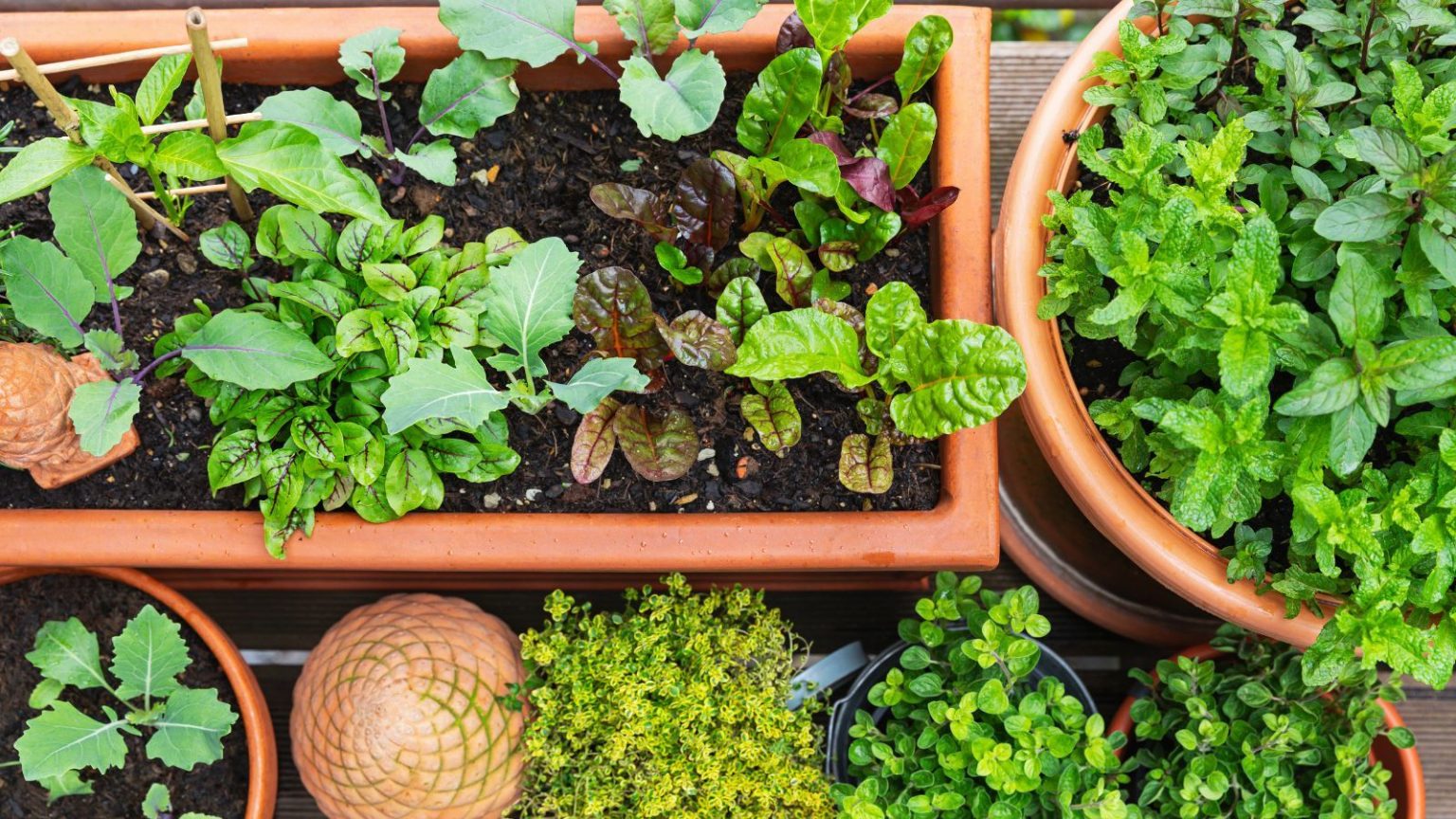 Aerial view of vegetable plants in terracotta plants