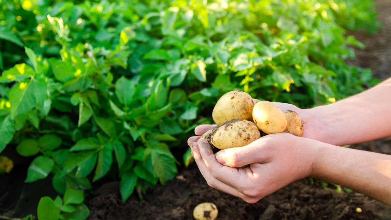 L’astuce simple pour cultiver des pommes de terre : commencer en juin pour une récolte beaucoup plus importante A gardener holds some freshly-harvested potatoes in front of a row of potato plants