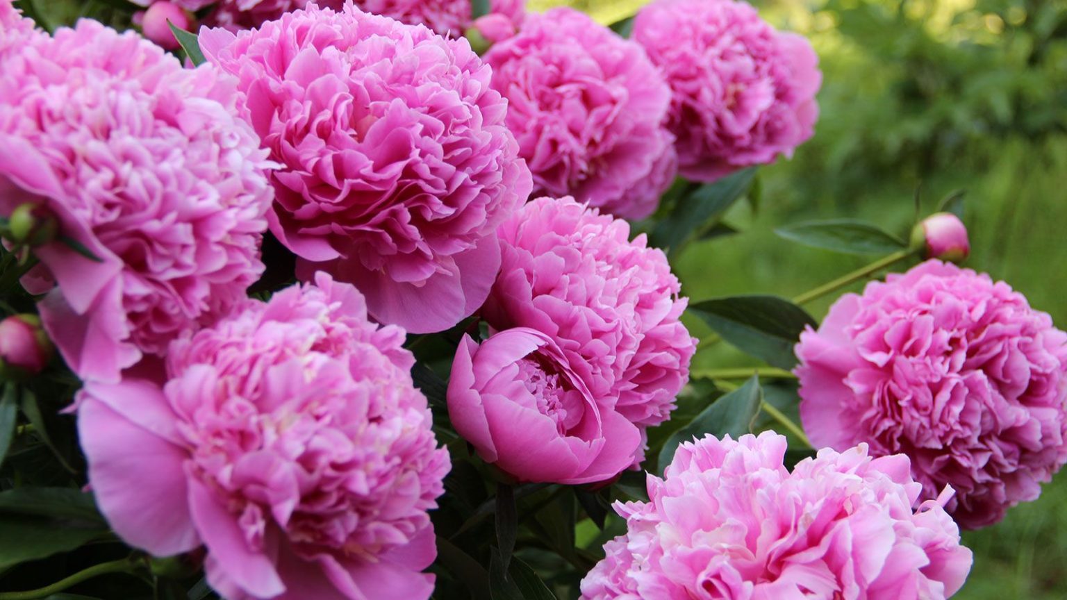 Que faire avec les pivoines en juin pour débloquer un superbe spectacle de fleurs l’année prochaine pink peonies in full bloom in a garden