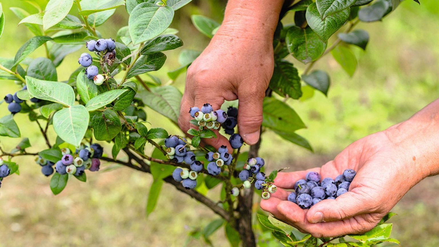 Que faire avec un bleuet en juin – 4 tâches clés pour aider à protéger votre délicieuse récolte A gardener picking blueberries off a bush and holding them in her hand