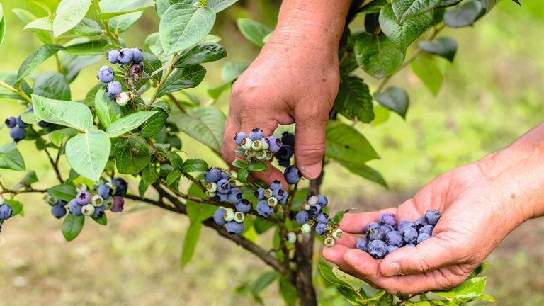 Que faire avec un bleuet en juin – 4 tâches clés pour aider à protéger votre délicieuse récolte A gardener picking blueberries off a bush and holding them in her hand