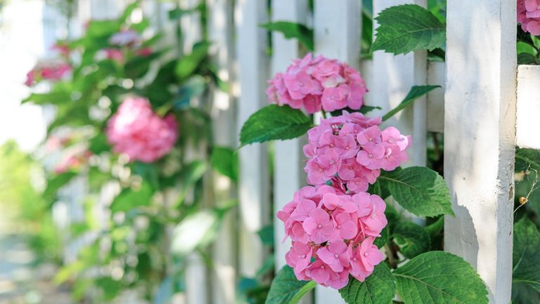 Ce dont vos hortensias ont vraiment besoin en juin – Conseils d’experts pour des plantes saines et des fleurs durables Hydrangea, picket fence