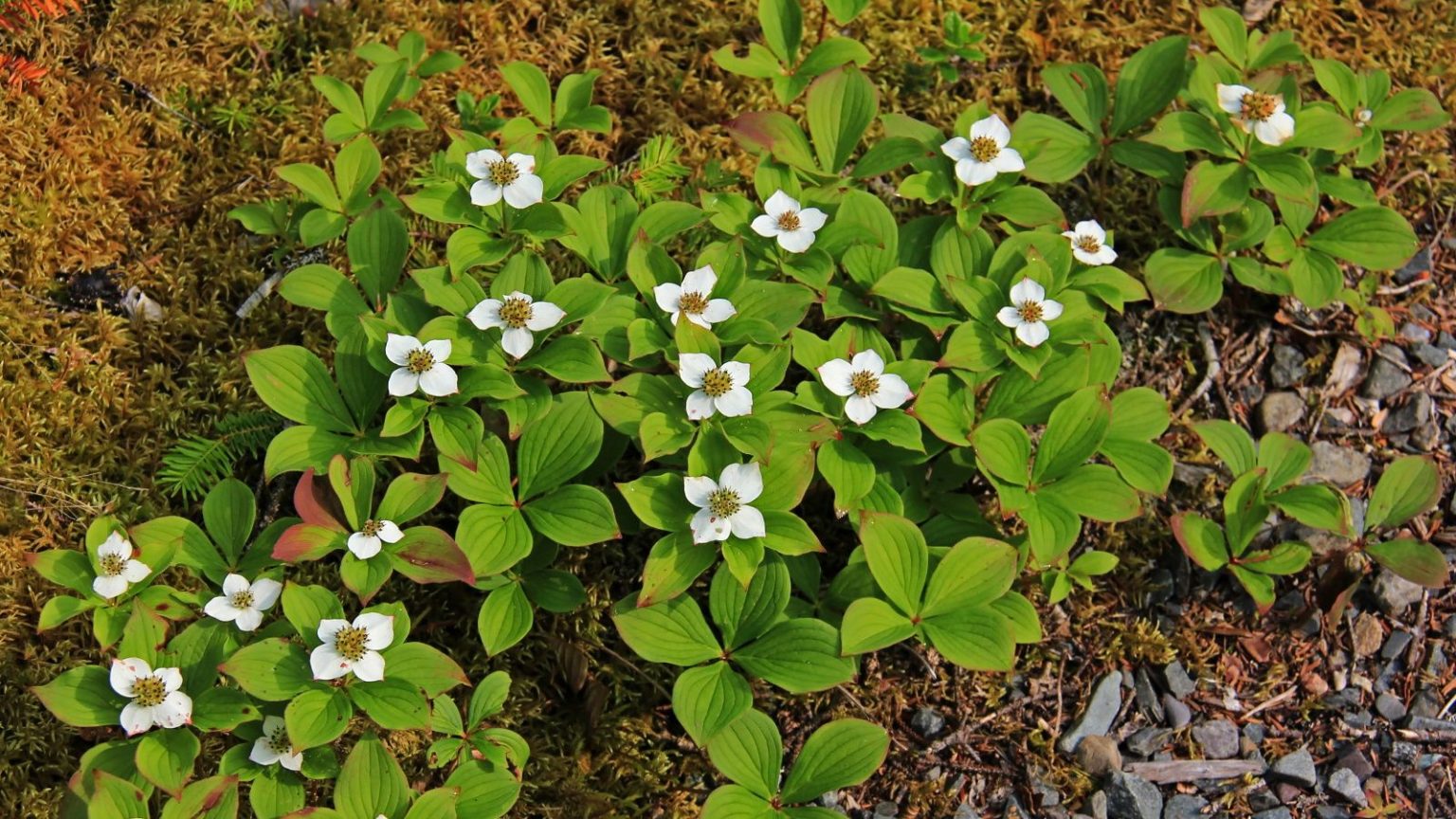 Meilleures plantes couvre-sol pour arrêter les mauvaises herbes – 7 belles variétés qui éliminent la croissance indésirable Creeping dogwood with white flowers