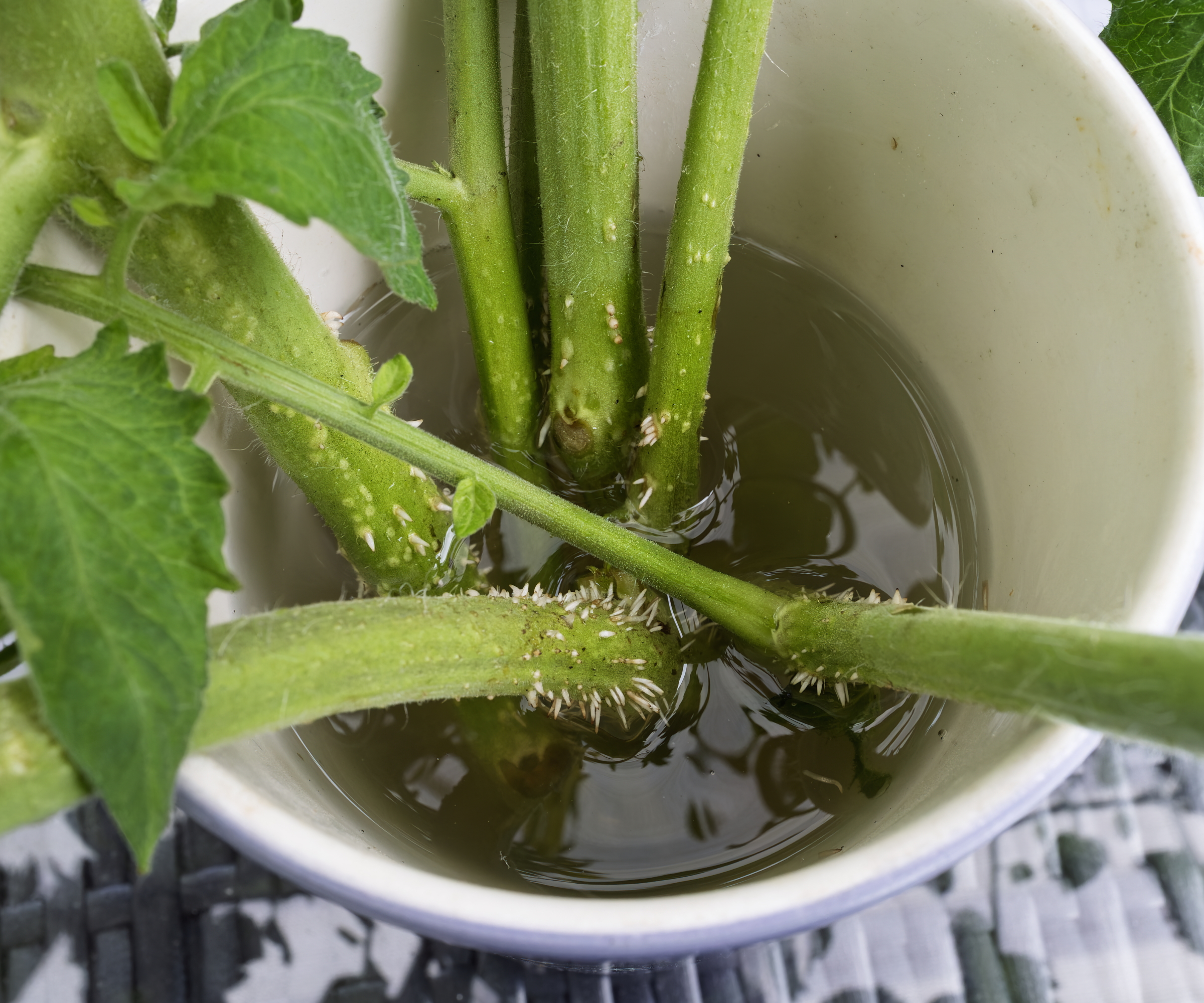 Les pousses latérales des tomates forment des racines dans un récipient rempli d'eau